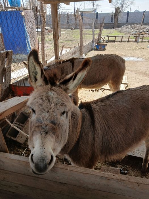 Продам 2ослов 1осел 1ослица