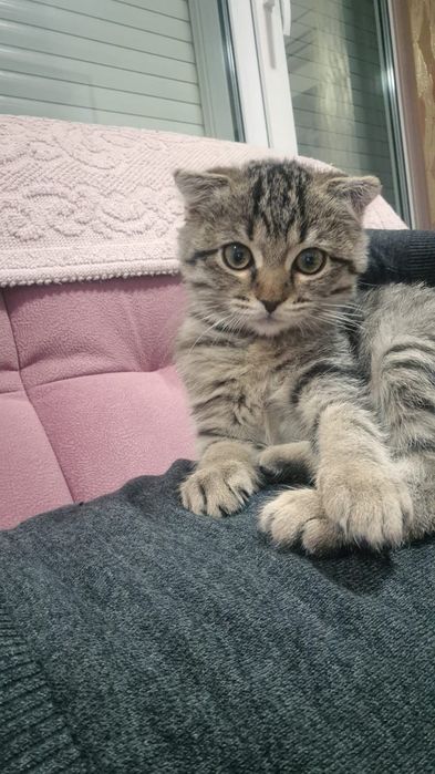 Пристраивается в добрые ответственные руки котенок