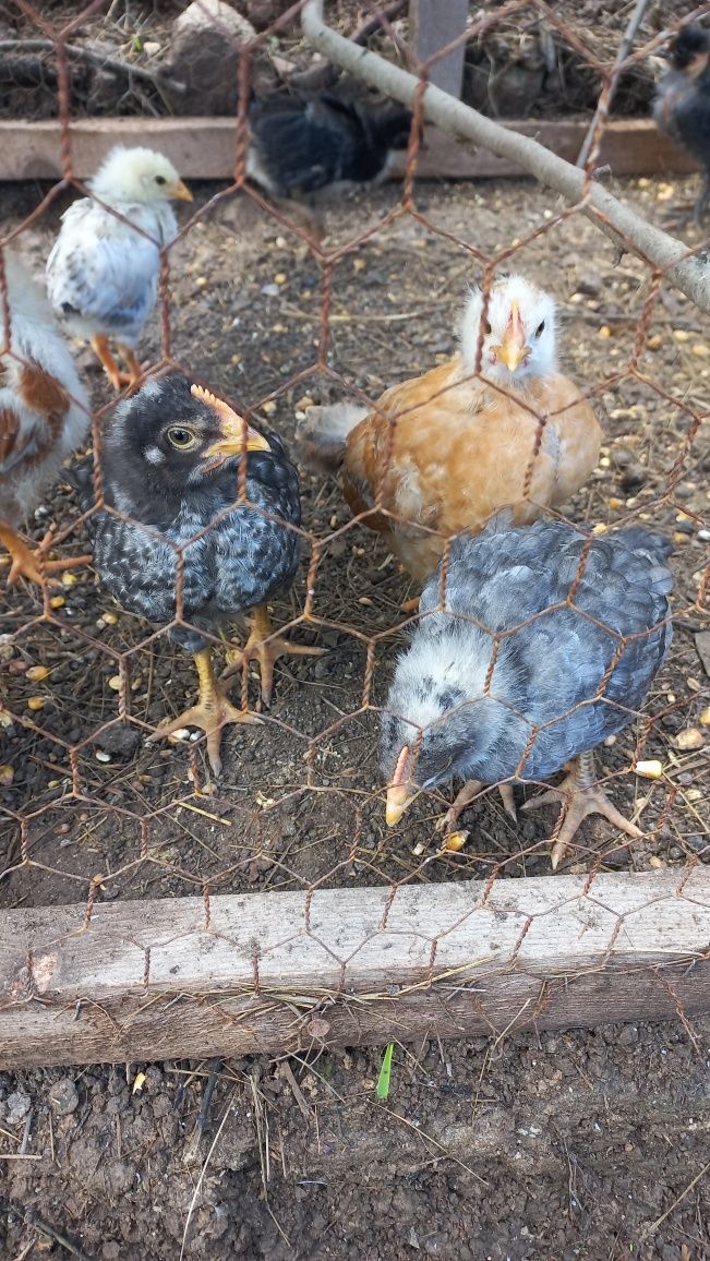 Pui de găină 4 săptămâni