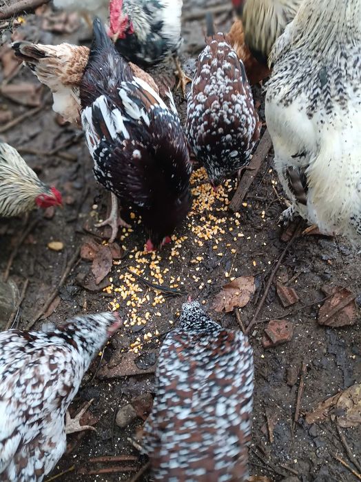 Vand gaini frumoase mici si mari, perlate, americane