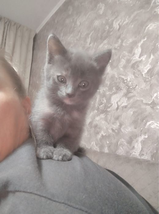 Котенок девочка.