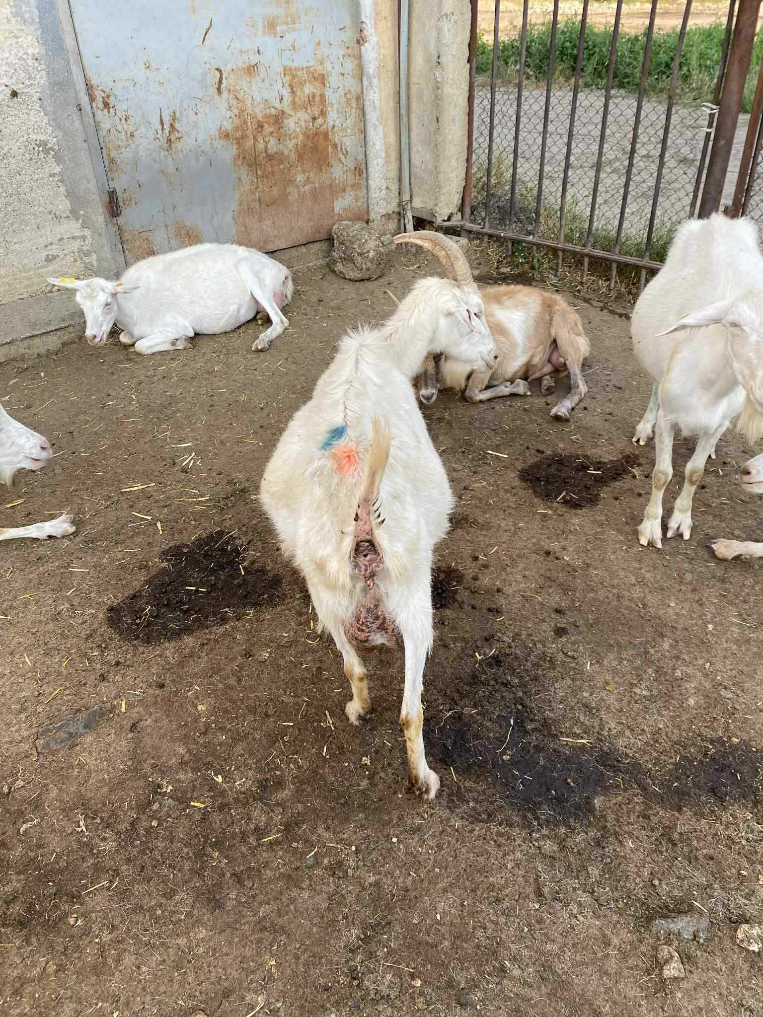 Продавам Доятни кози,шилета,Карлово