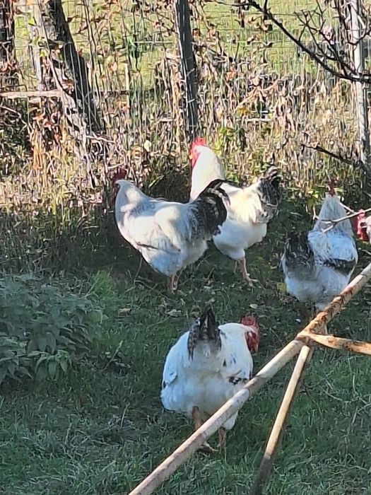 Cocosi Monaco agroland