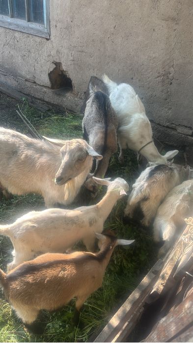 Продаем породистых молочных коз