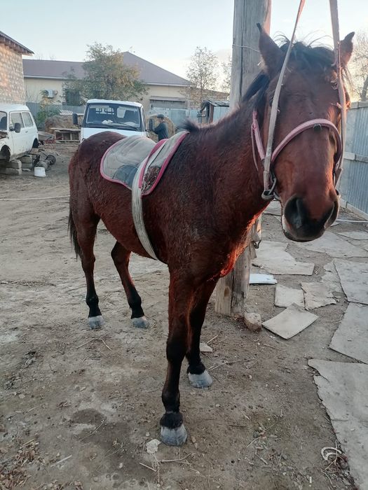 Еркек мінгі дөнен сатылады