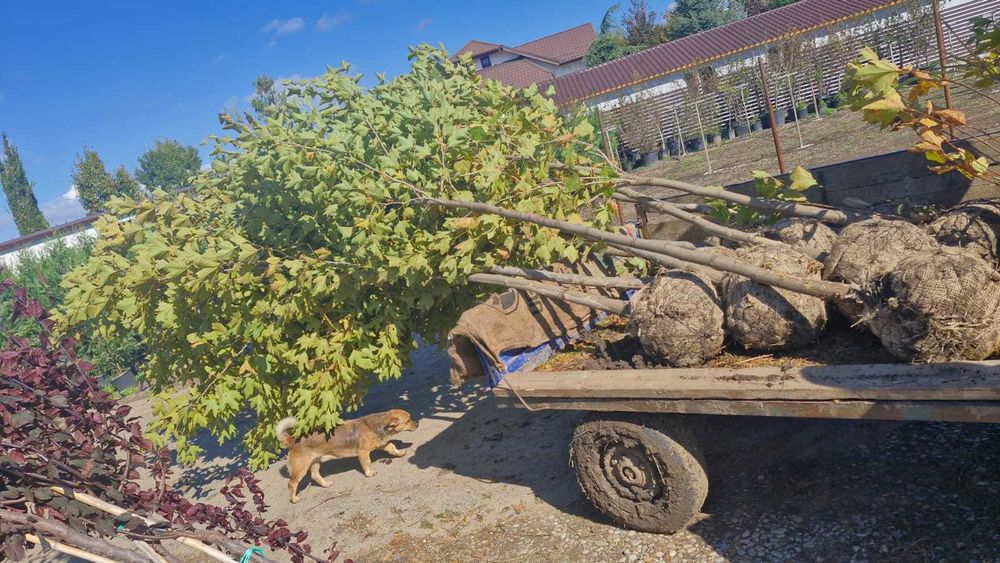 Mesteacăn tei platan catalpa Arțar