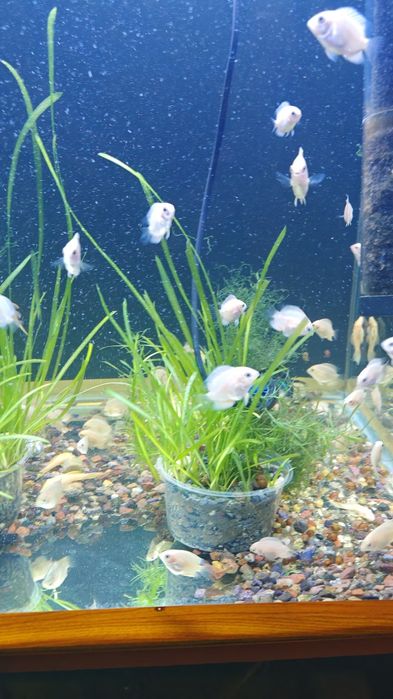 Северум(ложный дискус) 3-5см.Продажа от 10 шт.