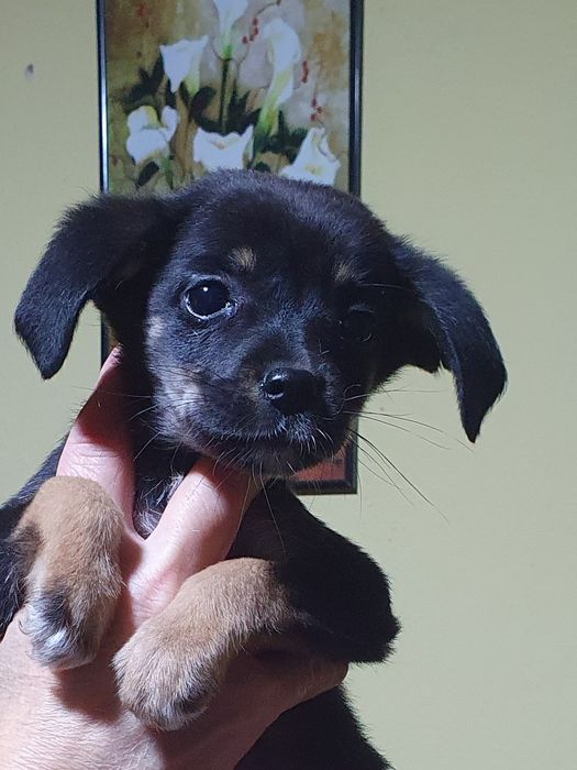 Подарявам сладки кученца