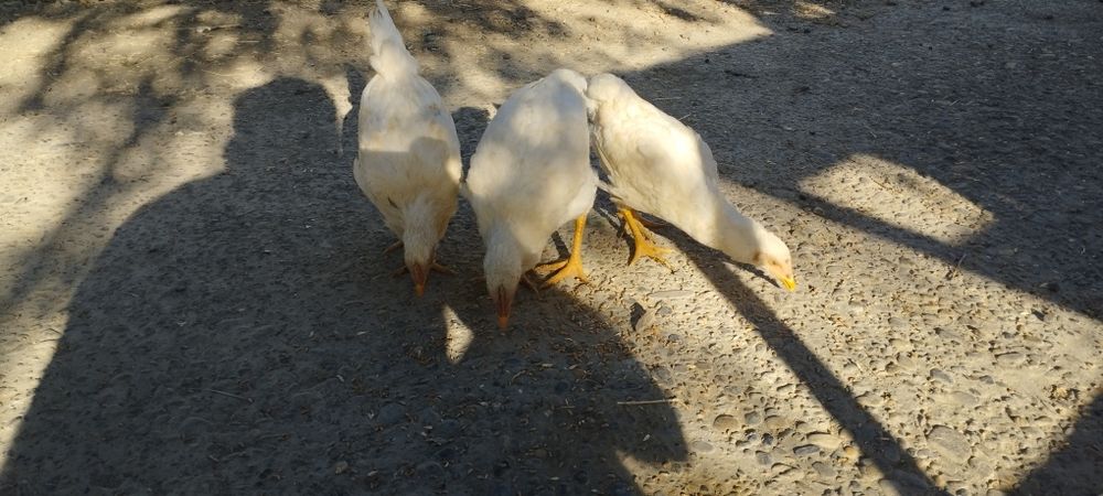 Xonaki tovuqlar.