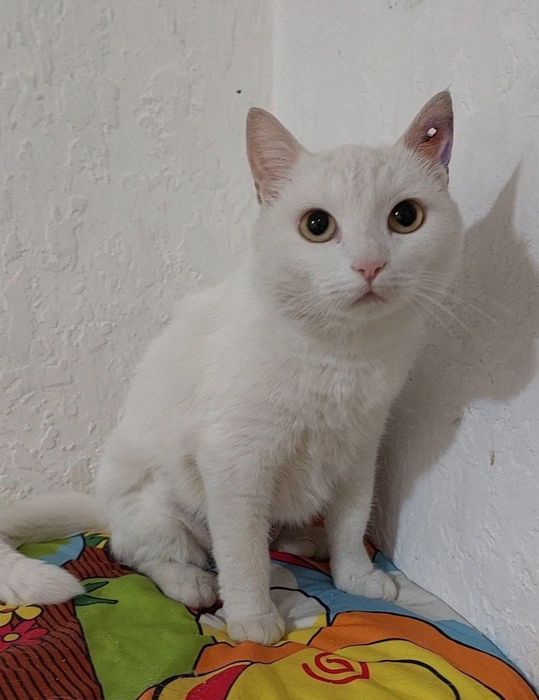 Ищем дом для котенка