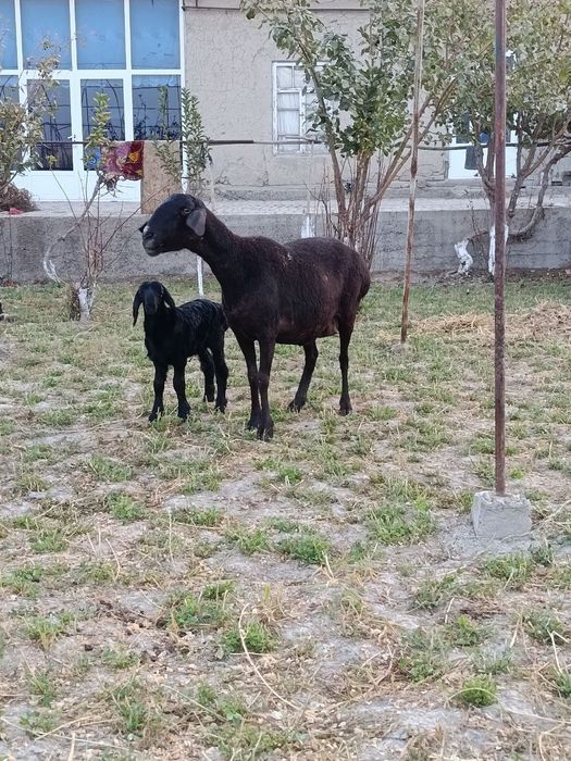 Ona bola qoʻy sotiladi
