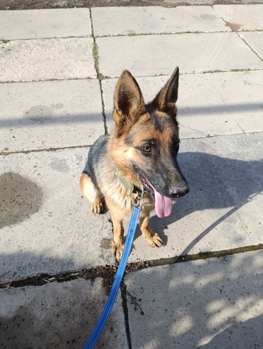 Немецкая овчарка Сука