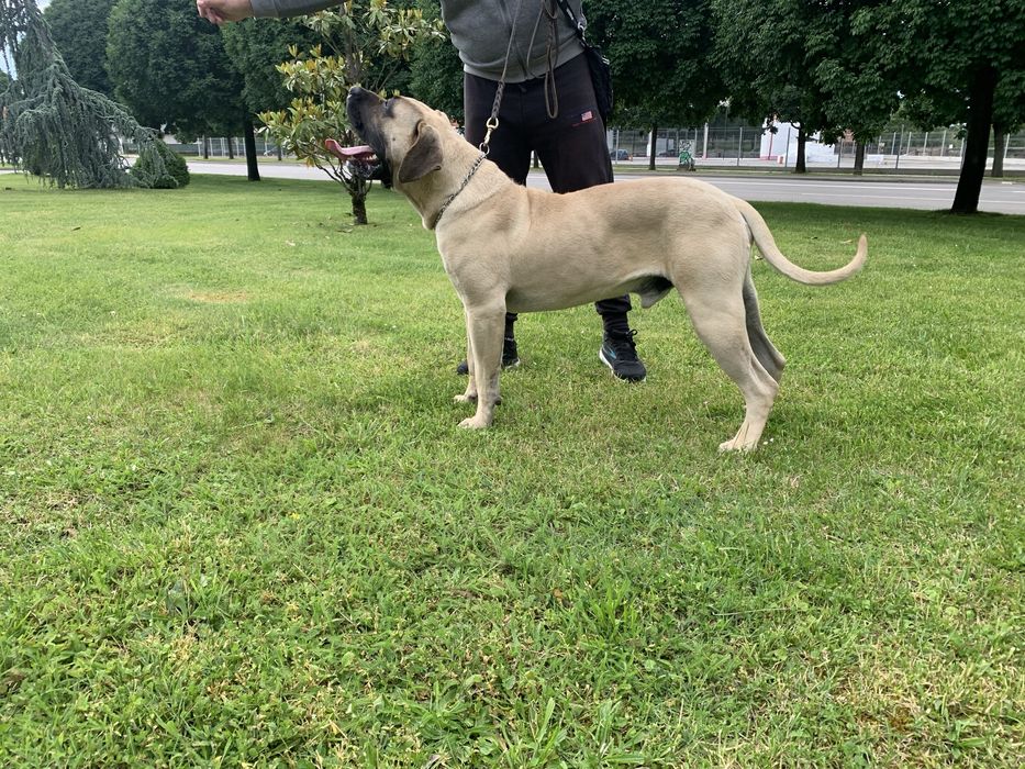 Presa canario mascul cu pedigree
