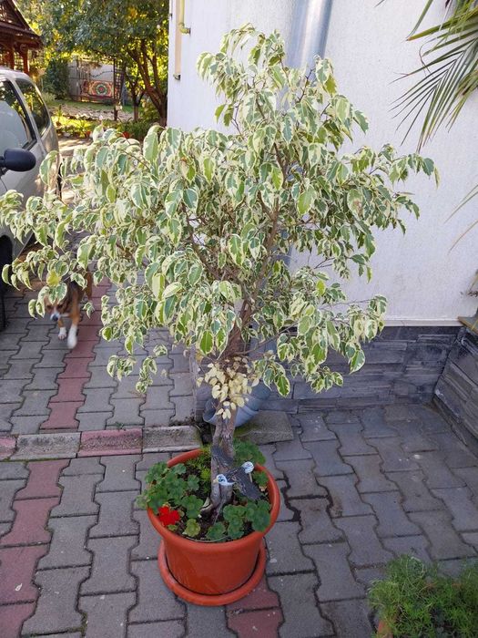 Vând planta verde ficus