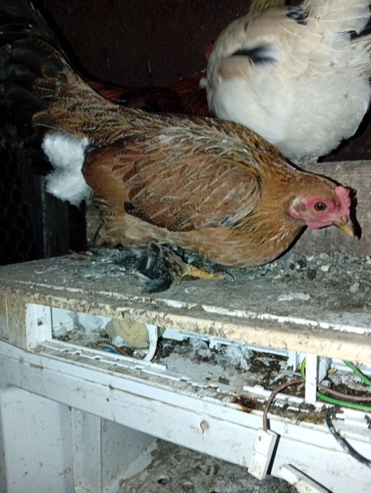 Vând găini și cocosi americani..