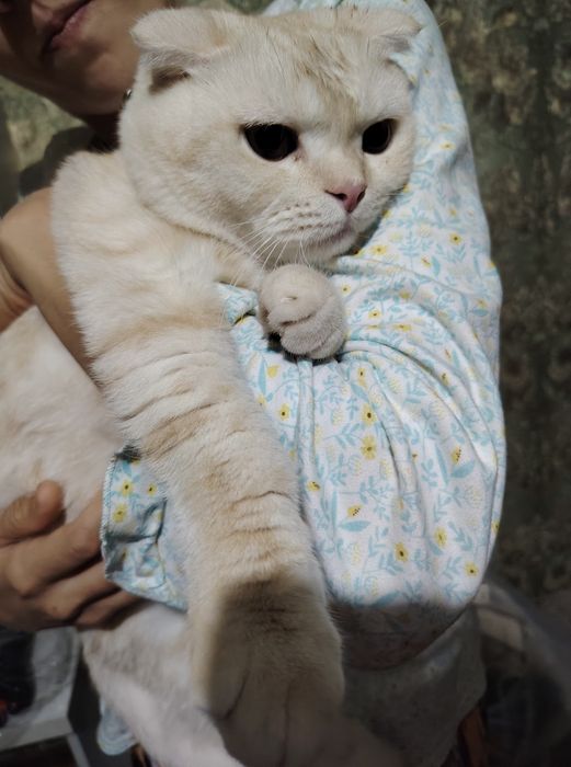 Зотдор мушук сотилади