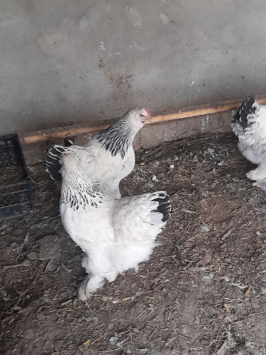 Svetli bramalar sotiladi