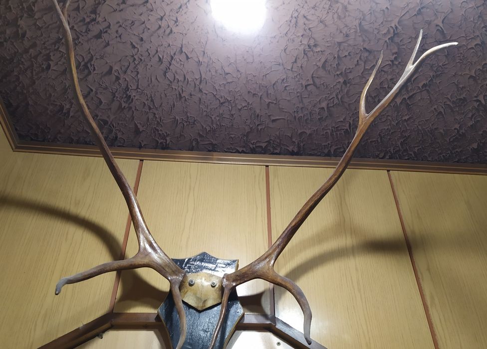 Еленови рога на стойка