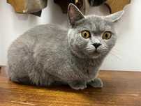 Pisica British blue
