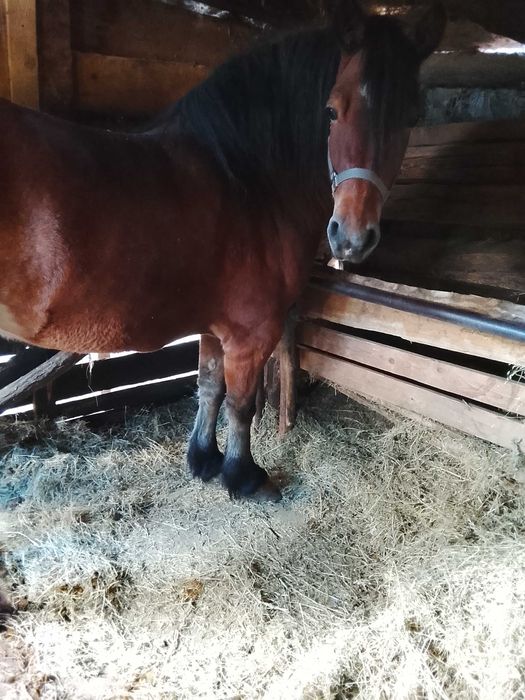 Vând mânză și mânz