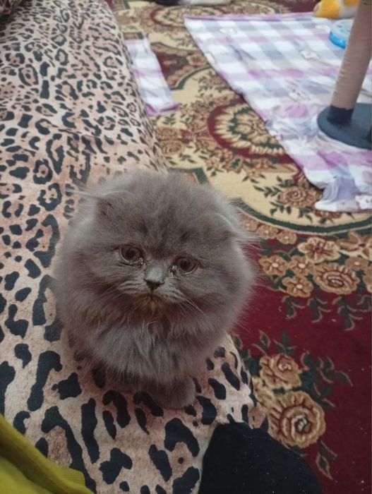 мушукчала сотиладиии