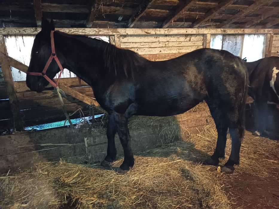Iapă de pădure de vânzare