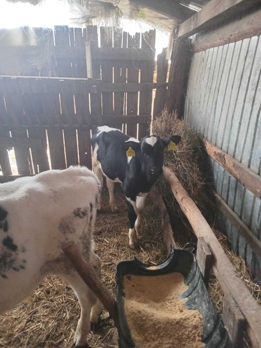 Vând 2 tăurași de 3 luni