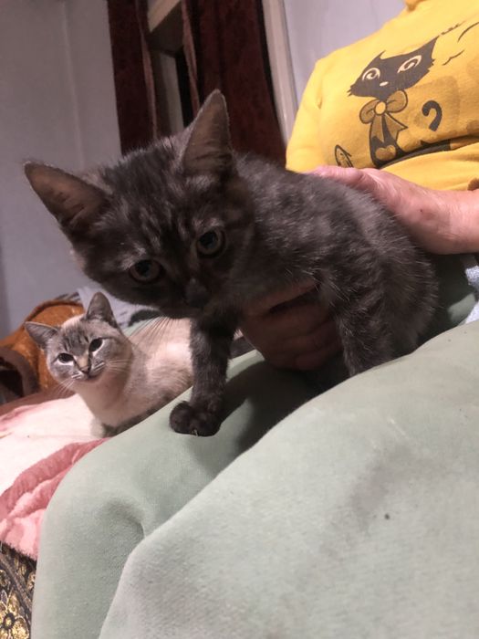 Отдам котят бесплатно