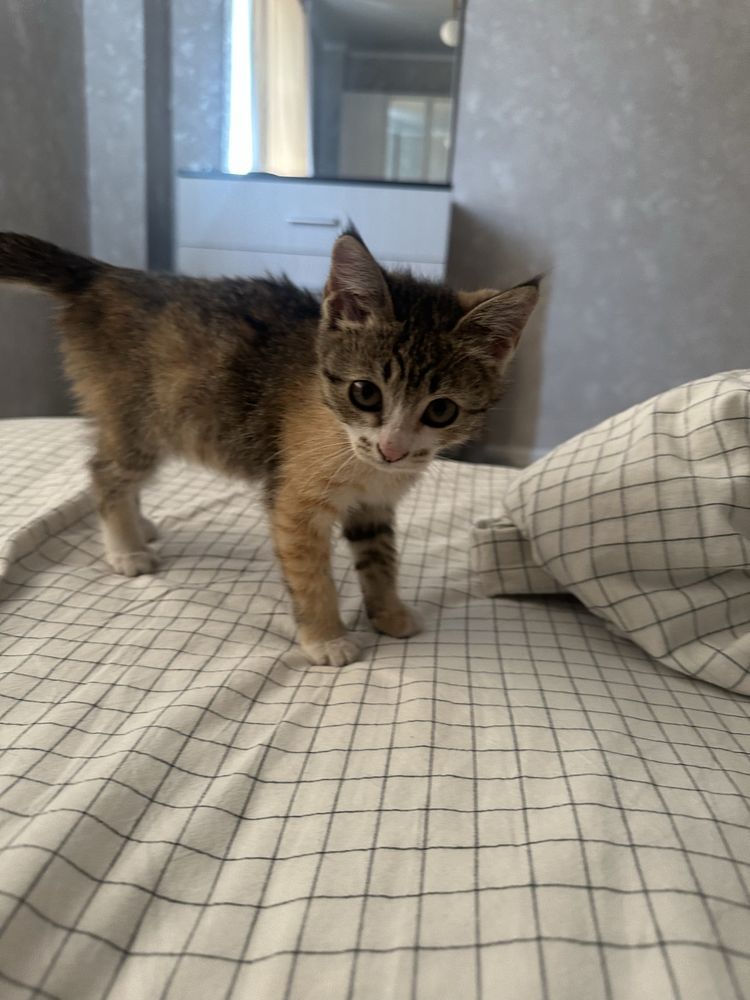 Котенок ищет дом