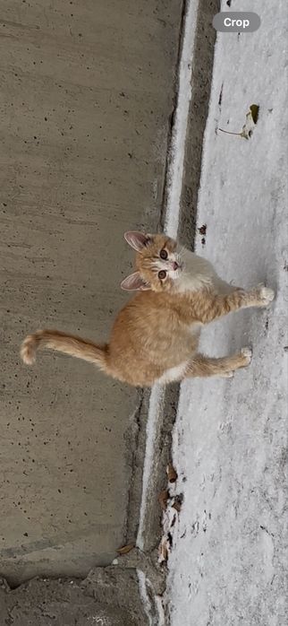 Отдам котенка в добрые руки