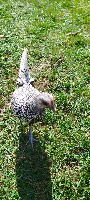 Găini sebright de vânzare sau la schimb