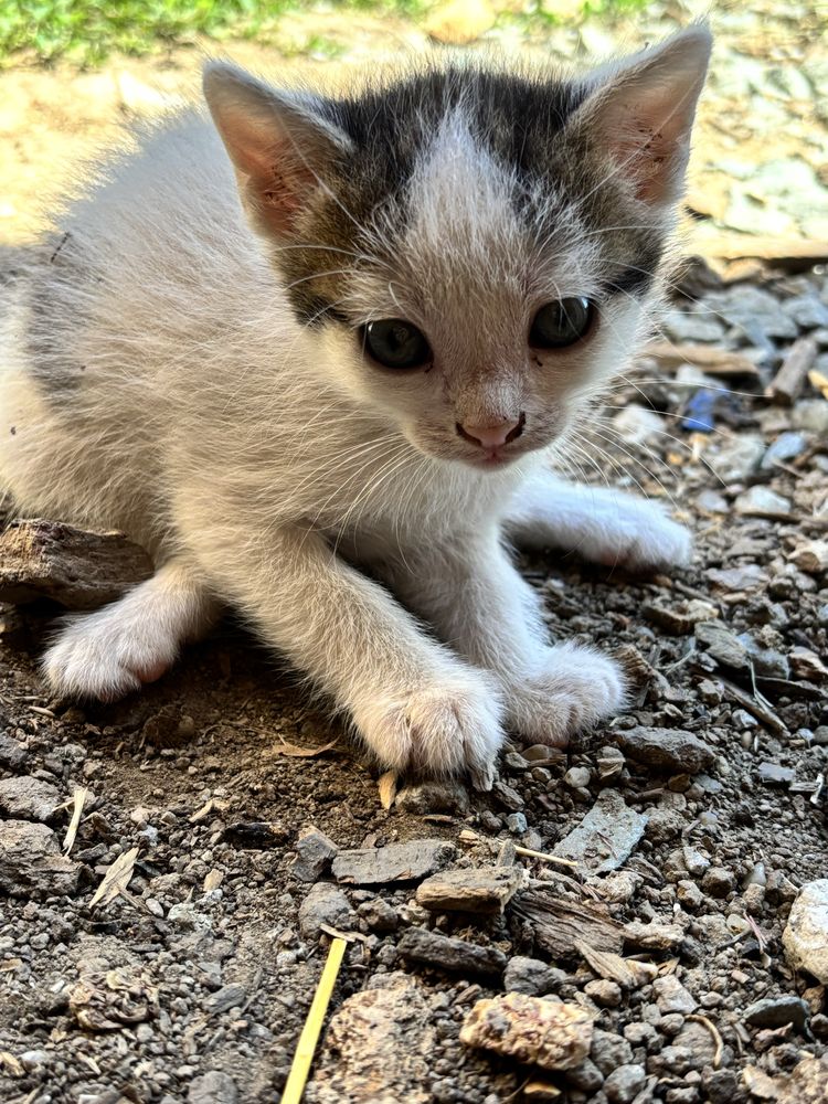 Pisică spre adopție