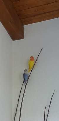 Papagali Agapornis pereche + colivie mare