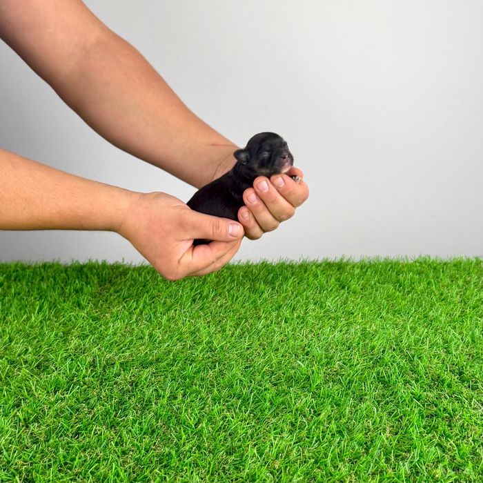 Pui Chihuahua cu pedigree