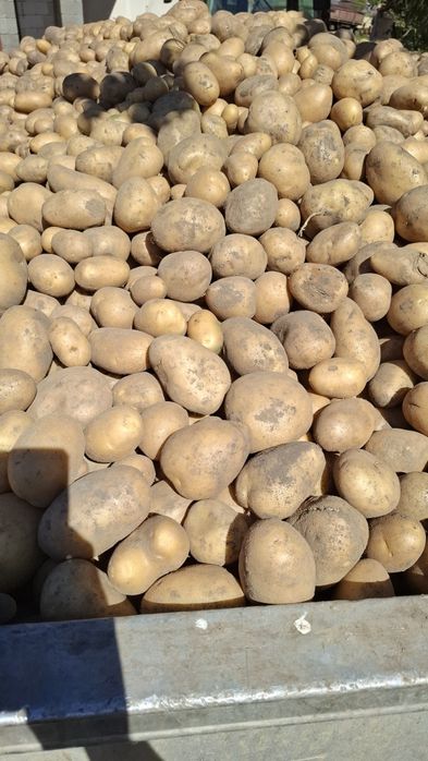 Cartofi de consum în big-bag