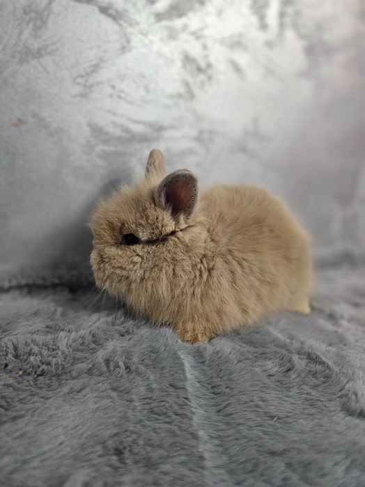 Iepurași pitici Cap de Leu – diverse culori