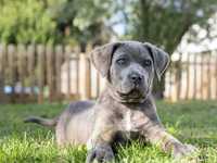 Donez pui Cane Corso