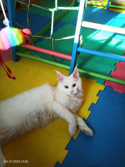 Продавам сладко котенце Мейн Куун