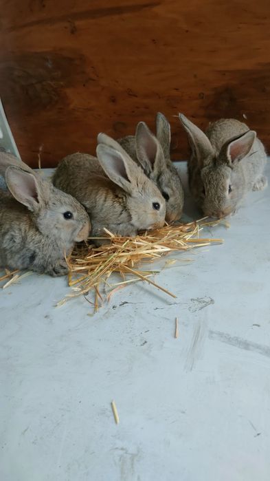 Velikanla va xar hil quyon turlari va q6wti bor