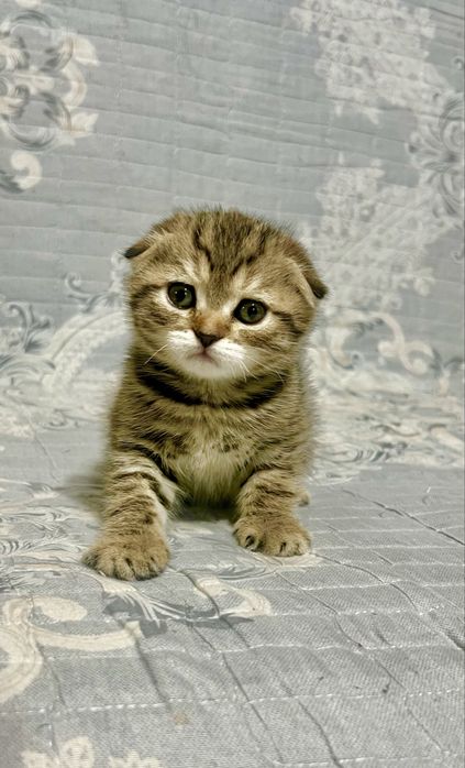 Шотланский Скоттиш фолд !