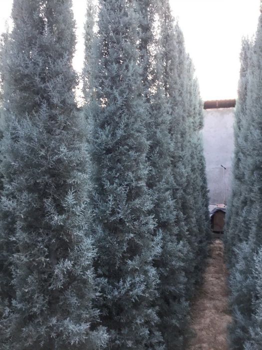 Arizonskiy kiparis archalari sotiladi xar xil razmerlari bor
