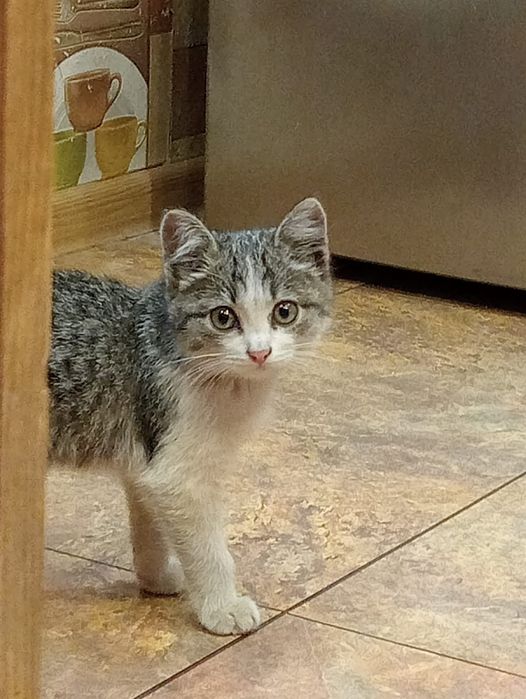 Пристраивается котёнок