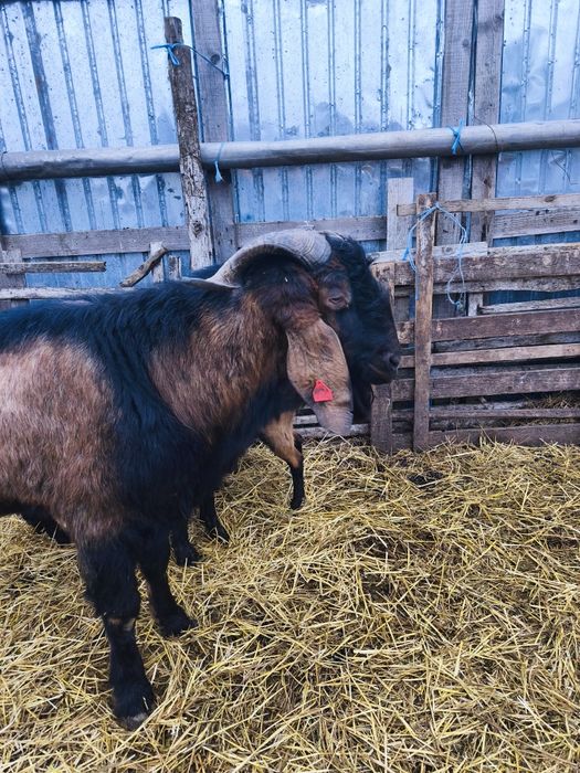 Vând țap anglonubian foarte masiv