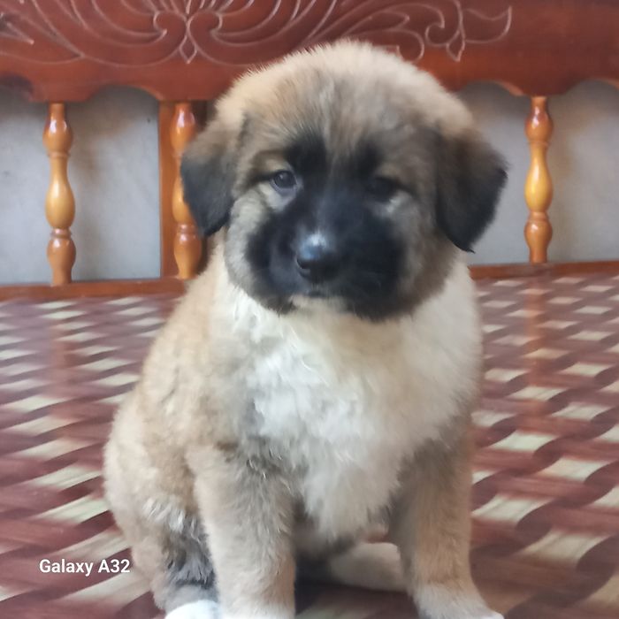 Кавказский  Авчарка сотилади