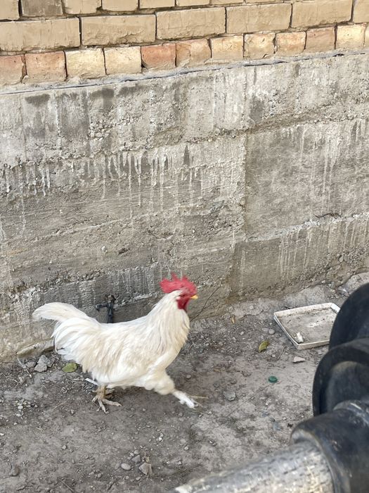Продам петуха срочно