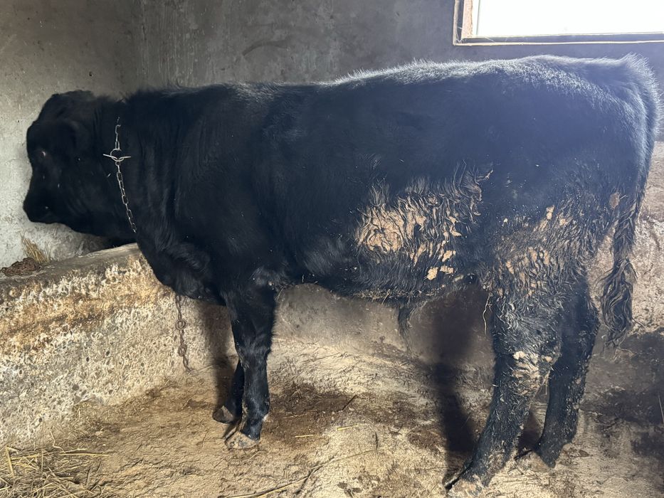 De vanzare tauras angus