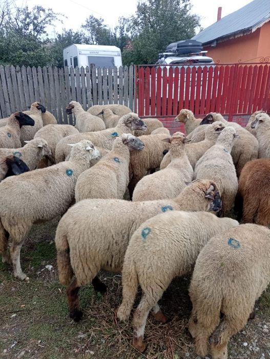 Vând oi grase de tăiat sau de ținut