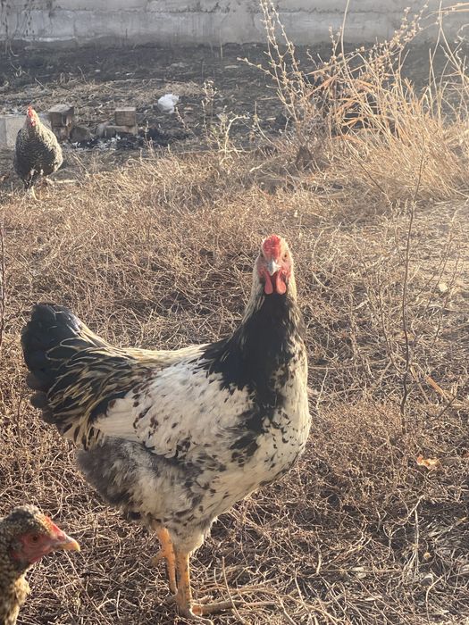 Продам или поменяю петушков на куриц