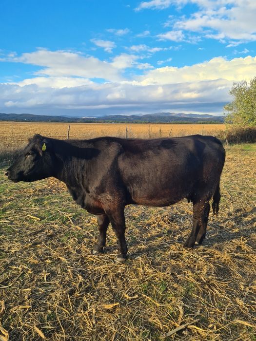Vaca angus de vanzare