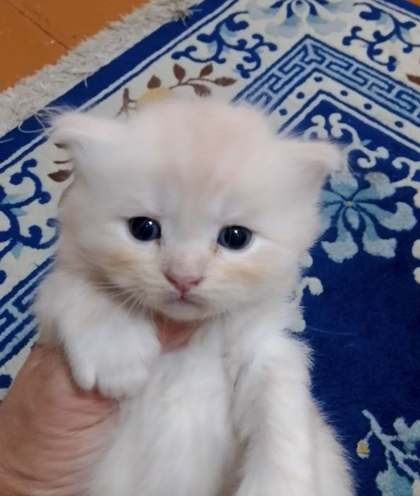 Продам котят породы